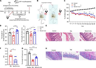 Bacteroides fragilis strain ZY-312 promotes intestinal barrier integrity via upregulating the STAT3 pathway in a radiation-induced intestinal injury mouse model